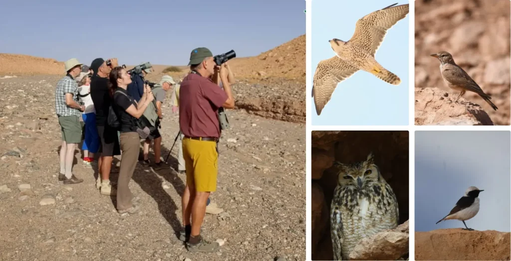 Best Places in Morocco for Bird Photography